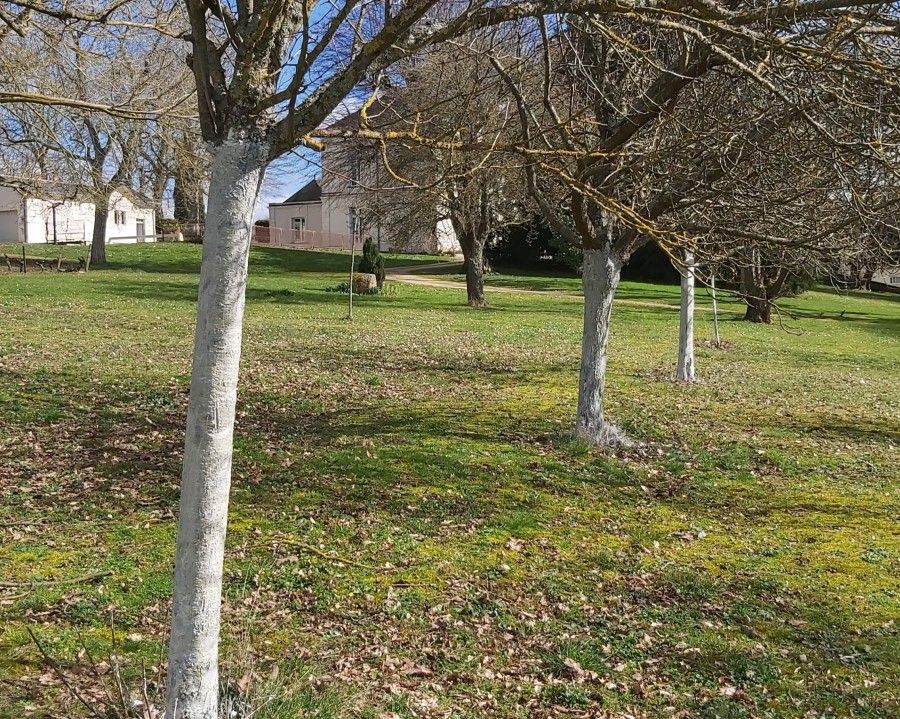 Vineyard Fruit Trees